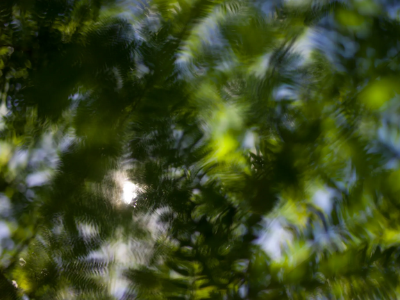 trees reflecting in water