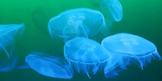 blaue Quallen schwimmen im grünlich schimmernden Wasser