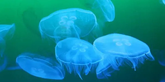 Foto: blaue Quallen schwimmen im grünlich schimmernden Wasser